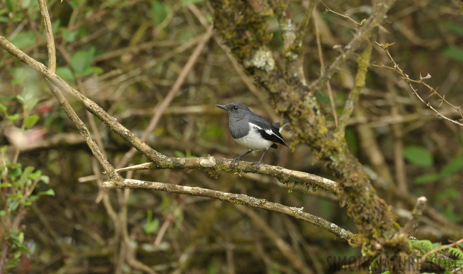 Copsychus saularis ceylonensis [550 mm, 1/320 sec at f / 8.0, ISO 4000]